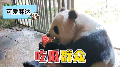 娱乐吃瓜大熊猫视频,一场娱乐吃瓜盛宴