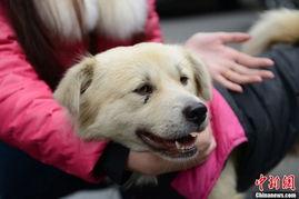 娱乐吃瓜酱忠犬琪哥,娱乐吃瓜酱的忠实守护者