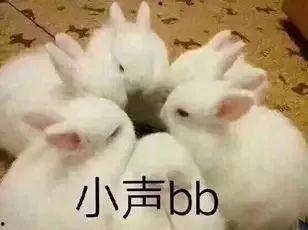 兔子吃瓜娱乐,揭秘娱乐圈的趣味瞬间