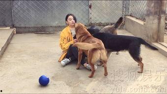 娱乐吃瓜酱忠犬琪哥,娱乐吃瓜酱的忠实守护者