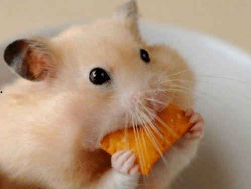 娱乐吃瓜酱当仓鼠店老板,揭秘当仓鼠店老板的趣味日常